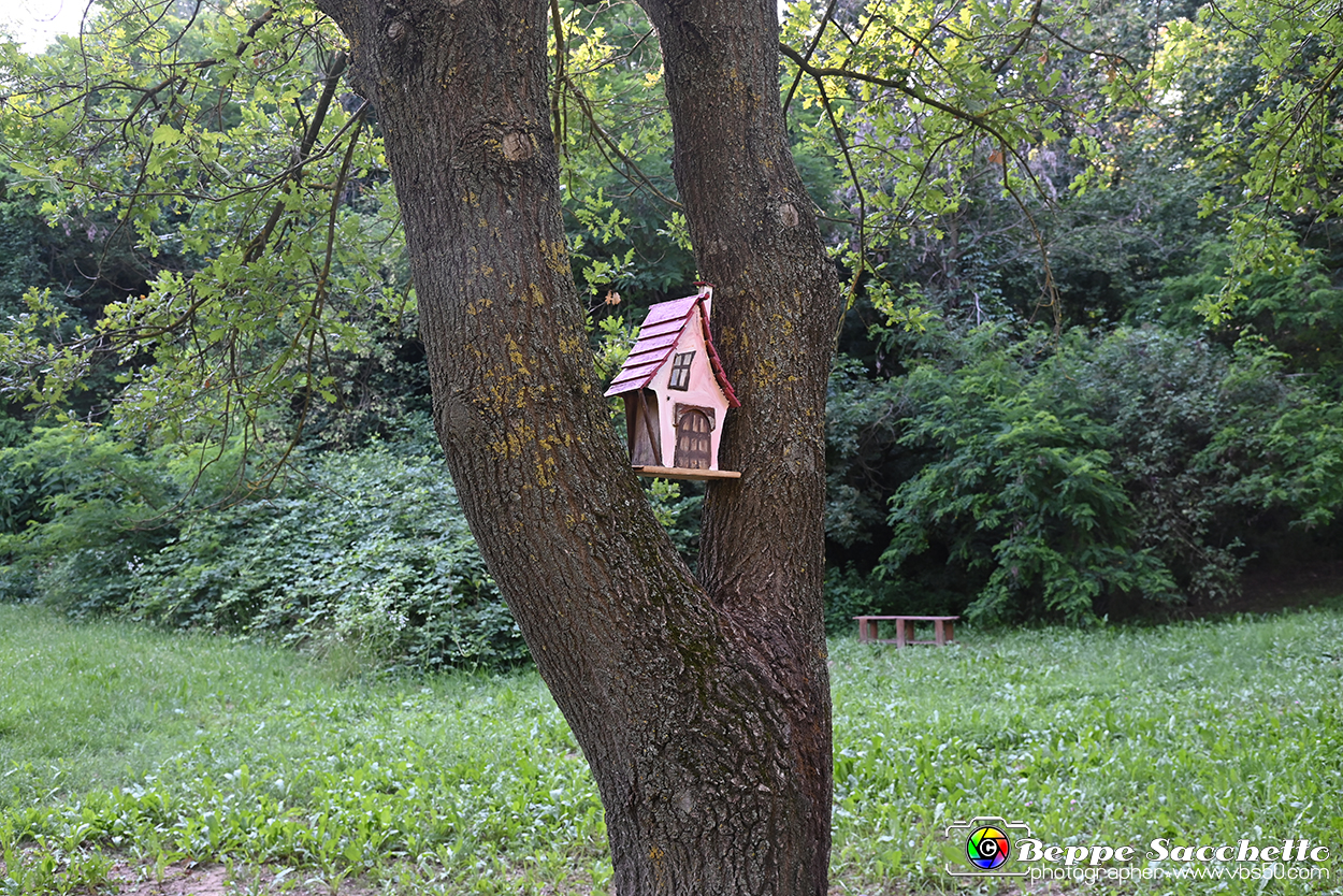 VBS_4870 - Il bosco fatato - Montaldo Roero.jpg